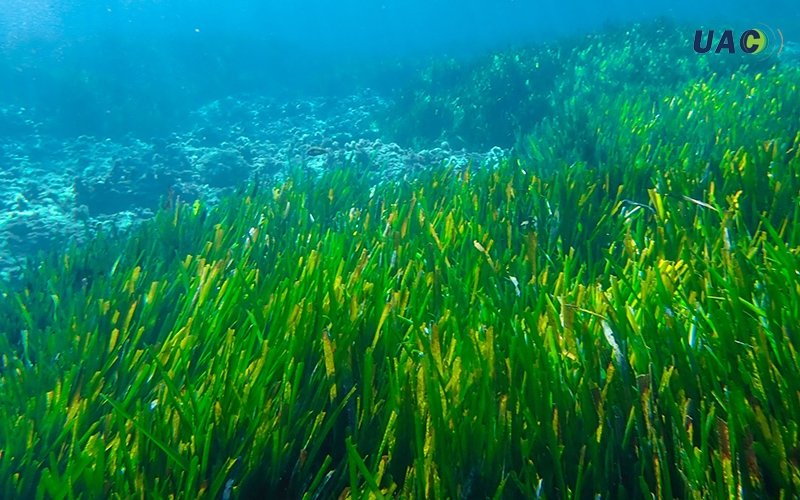 หญ้าทะเล หญ้าทะเล ฮีโร่ตัวเล็กแห่งท้องทะเล