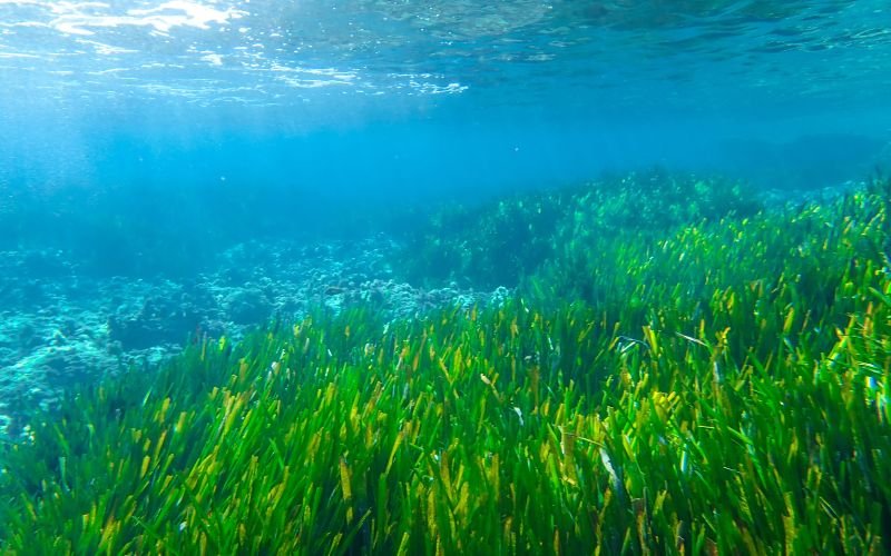 หญ้าทะเล หญ้าทะเล ฮีโร่ตัวเล็กแห่งท้องทะเล