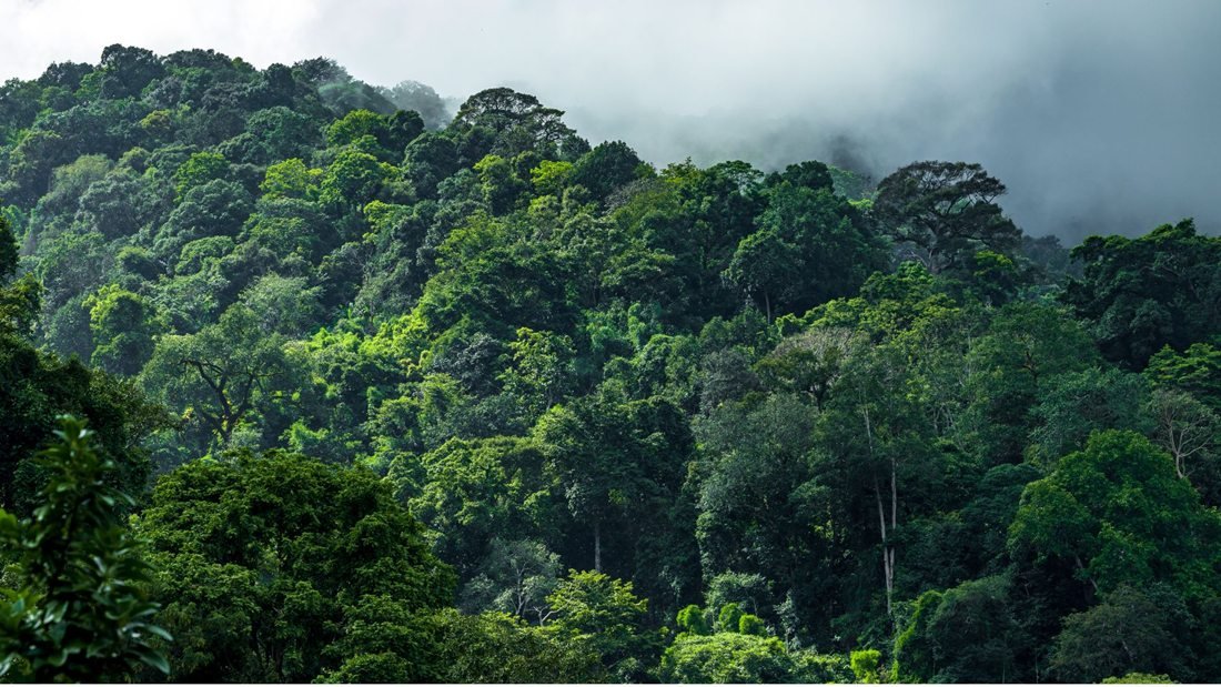 Biodiversity Credit คืออะไร?